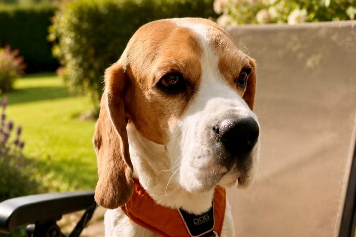 Beagle sitzt im Garten – wer bekommt den Hund nach der Trennung?